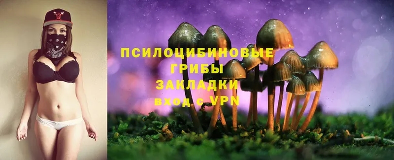 мега как войти  Райчихинск  Псилоцибиновые грибы Psilocybe 